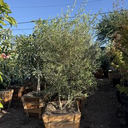 Wilsonii Olive Multi Trunks