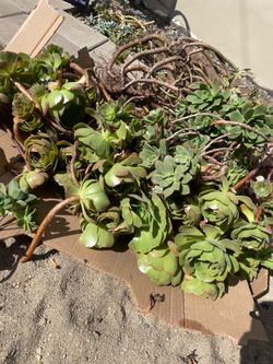 Free Succulent Cuttings