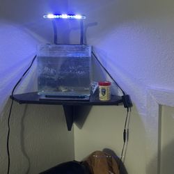 Custom Corner Fish Tank 