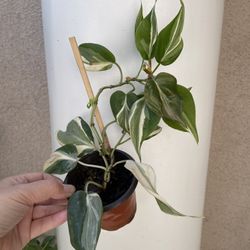 Philodendron Rio Plant 