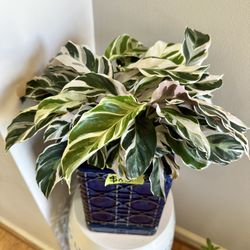 Beautiful And Healthy White Fusion Calathea In A 10” Glazed Ceramic Selfwatering Pot.