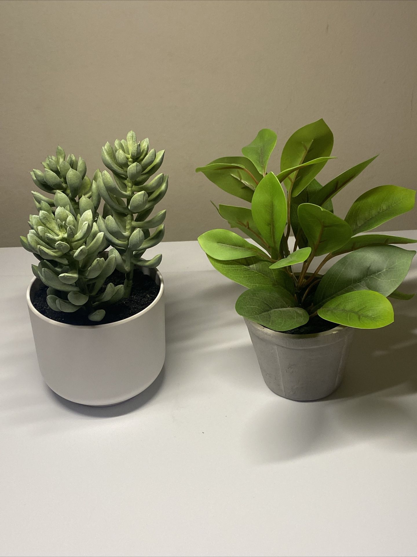 Modern Succulent Desk Plants (set of 2)