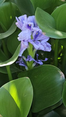 Water Plant 2.50 Each