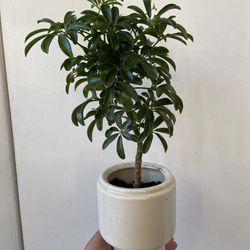 Schefflera In A 6 Inch Ceramic Pot 