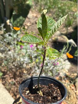 Loquat tree