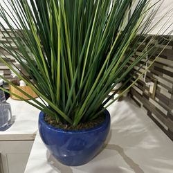 Beautiful Tall Plant