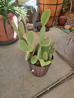 Cactus
