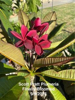 Rare Blooming Plumeria