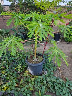 Papaya Tree