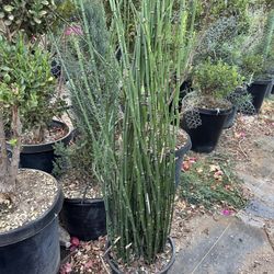 Horsetail Plant 