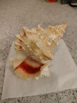 Beautiful Pink Murex Seashell