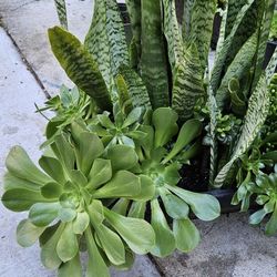 Snake Plant And Succulents Arrangement 