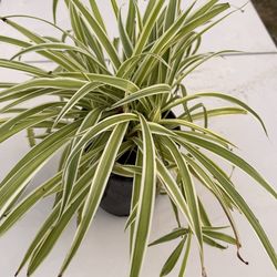 Planta de arañas