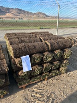 SOD tall fescue