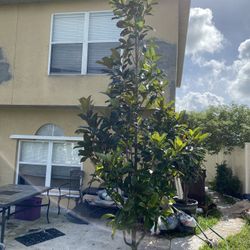 Beautiful Magnolia Plants