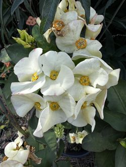 White Crown Of Thorns Plant