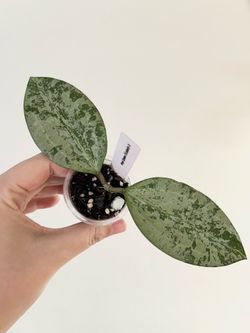 Hoya Queen Elizabeth II