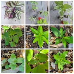 Lots of different plant bundles of 7 plants each bundle $15  Or Make Your Own Bundle - See Description 