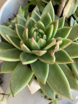 Succulent