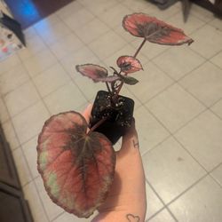 Red Kiss Begonia -Rare Plant