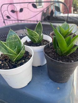 Dwarf Sansevieria Snake plant