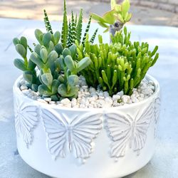 Beautiful Colorful Succulent And Cactus Plants In Covina