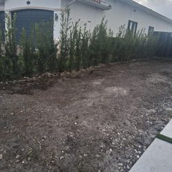 Podocarpos 7 Galones 