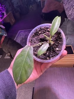 Philodendron Squamiferum