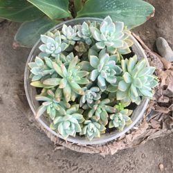 Succulents 