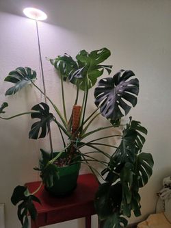 Large Monstera Deliciosa Indoor Plant