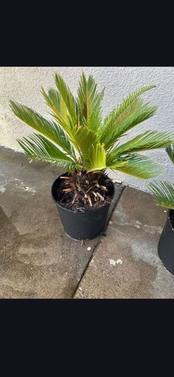 Potted sago palms