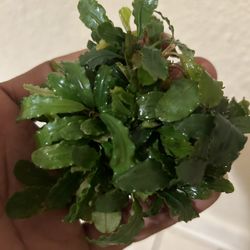 Bucephalandra Malawi 