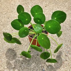 I am looking for this plant