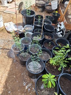 Tengo árboles de guamuchil