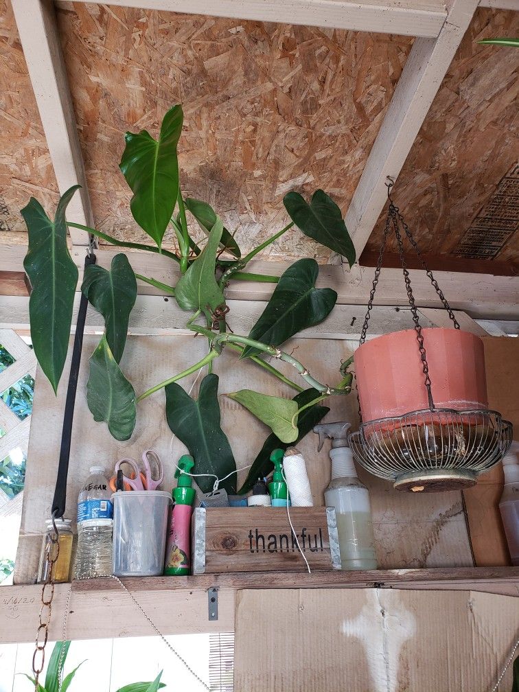 Plants