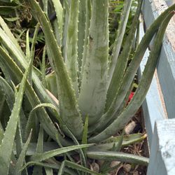 Aloe Vera Plants