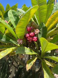Pink plumeria