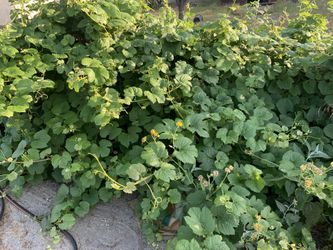 Organic Grape Leaves
