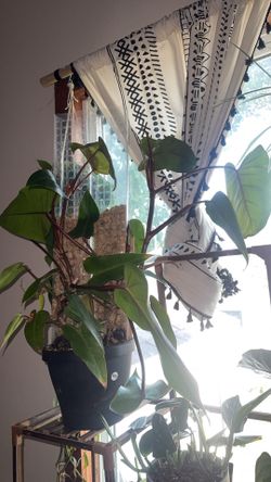 Philodendron Red Emerald