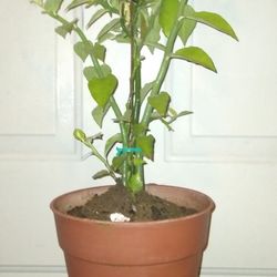 Devils Backbone Plant 