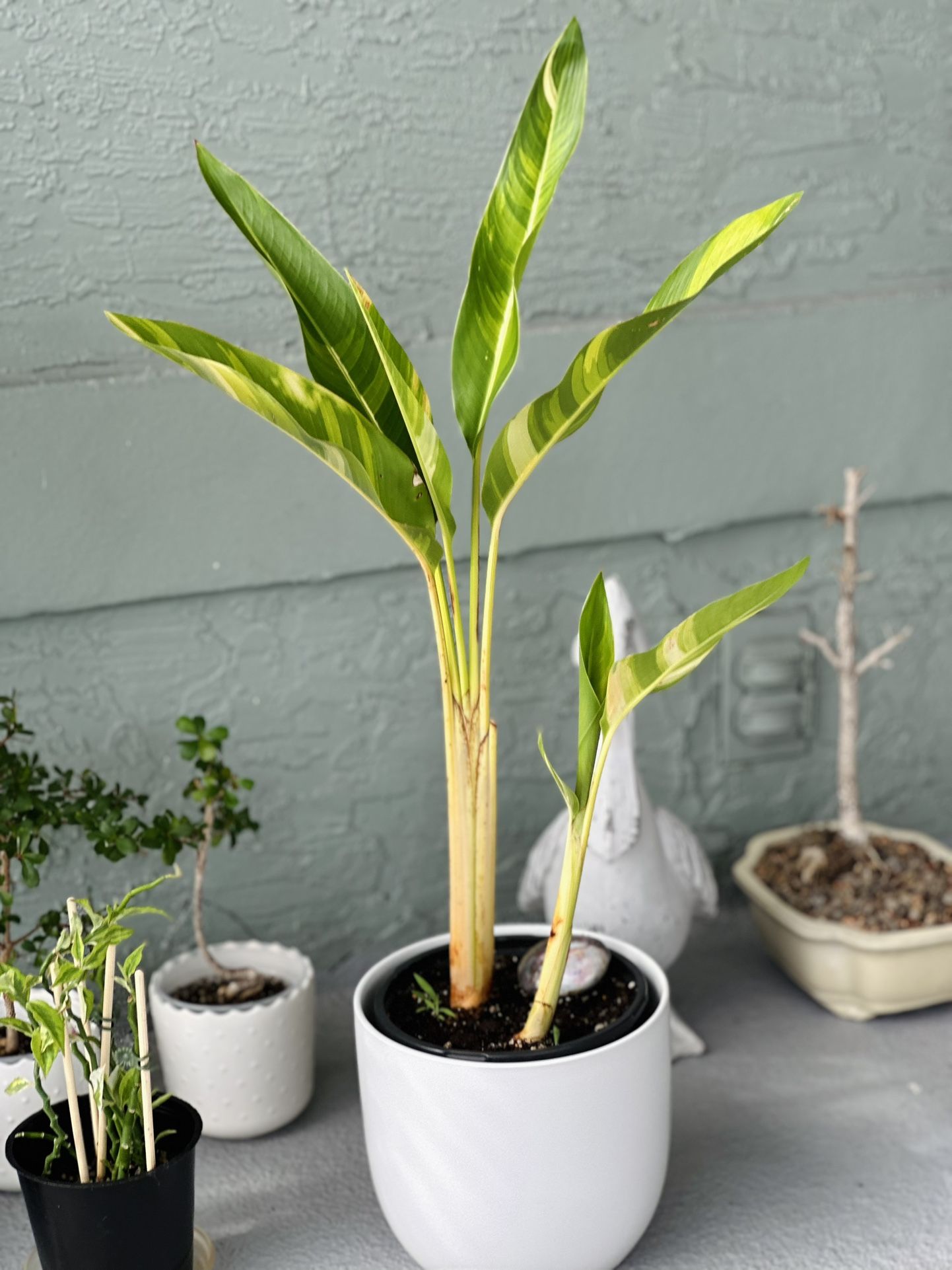 Beautiful Heliconia „Sunrise”