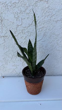 Sansevieria Zeylanica