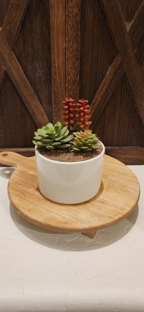 Handmade Ceramic Succulent 
