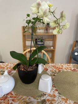 Orquidea