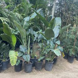 5 Gallon Size- Bird Of Paradise- Hibiscus- Jasmine- Salvia- Ficus- Podocarpus- Rose Bushes- Pine- Honeysuckle 