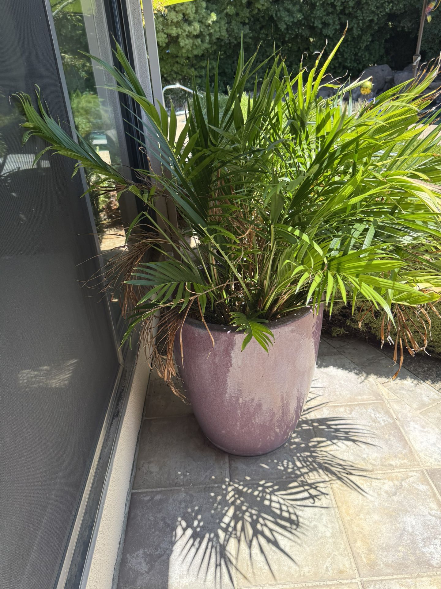 Large Ceramic Pot Includes Plant!