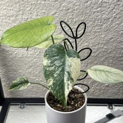 Beautiful Monstera Mint (NOT TC)