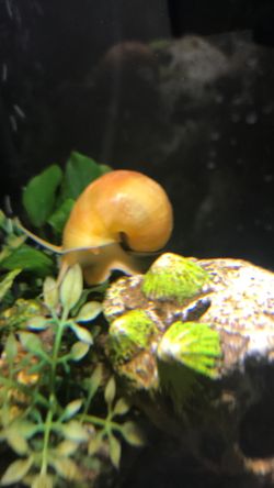One Gold Mystery Snails