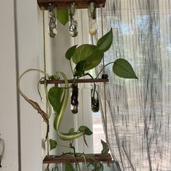 Plant Propagations 