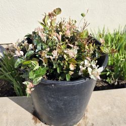 Asiatic Jasmine Snow-N-Summer